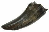 Serrated, Tyrannosaur (Nanotyrannus) Tooth - Montana #350418-1